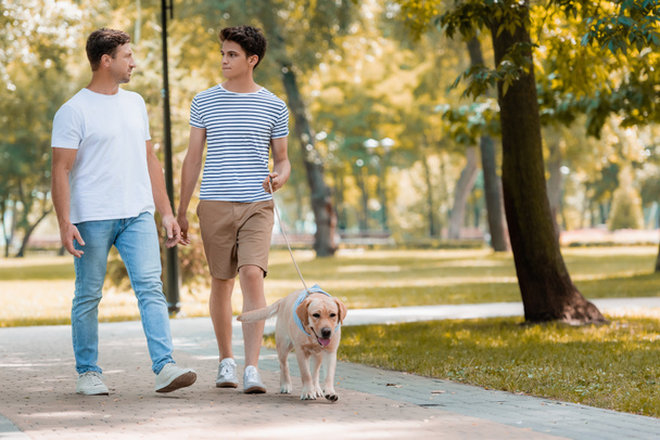 έφηβος γιος και ο πατέρας κοιτάζονται ενώ περπατούν με γκόλντεν ριτρίβερ στην άσφαλτο.  - Φωτογραφία, εικόνα