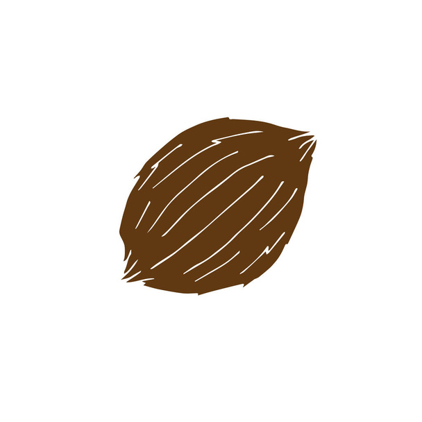 Vector hand drawn doodle sketch brown coconut - Vetor, Imagem