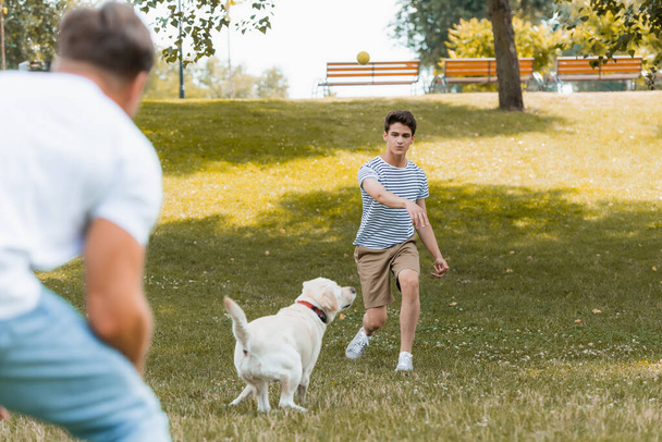 селективное внимание сына-подростка и отца, играющих с собакой на улице - Фото, изображение