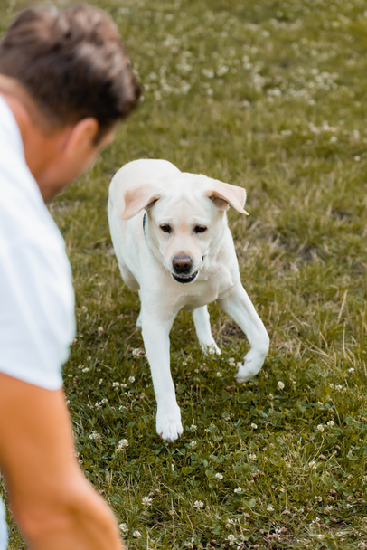 selective focus of dog running on grass near man  - Photo, Image