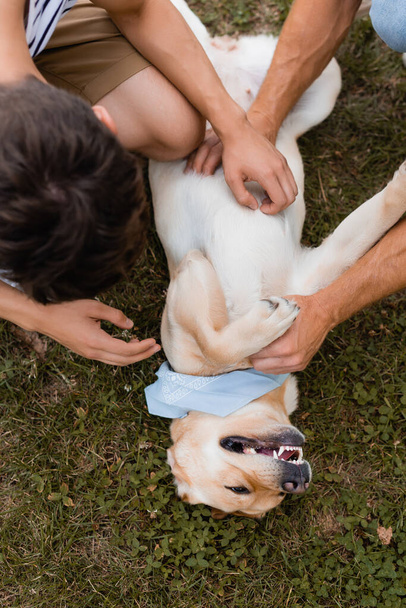top view of father and son cuddling golden retriever on grass - Foto, Imagem