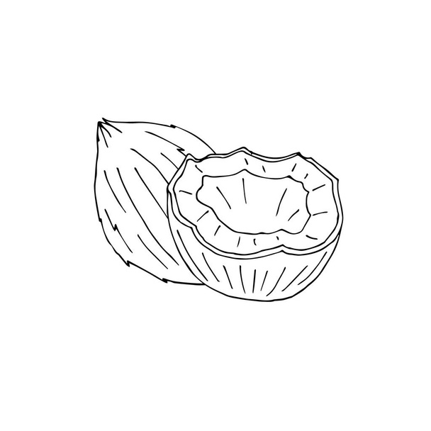 Векторна рука намальована каракуля ескіз кокосового горіха
 - Вектор, зображення