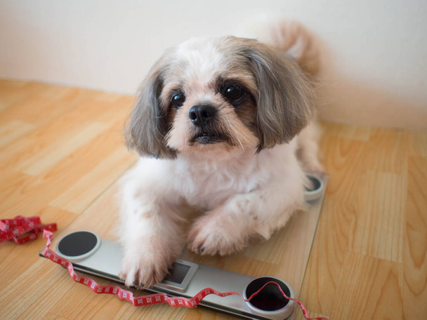 Fat Shih tzu σκυλί κάθεται σε ζυγαριά βάρους με κόκκινη ταινία μέτρησης στο σπίτι. Έννοια της υγειονομικής περίθαλψης ζώων συντροφιάς, πρόβλημα της παχυσαρκίας των ζώων και τον έλεγχο της διατροφής. - Φωτογραφία, εικόνα
