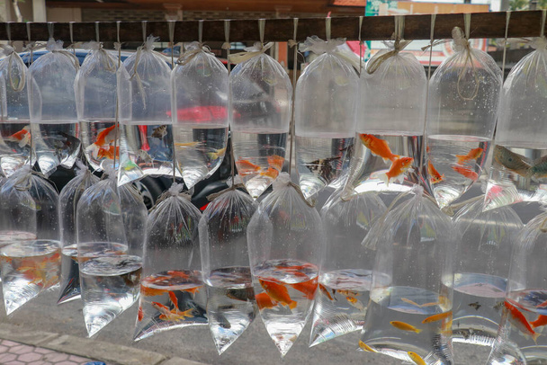 Różne ryby do akwarium w plastikowych workach wystawionych na sprzedaż. - Zdjęcie, obraz