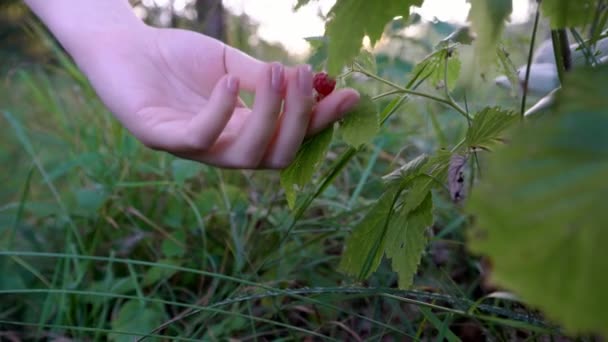 Közelkép ismeretlen kaukázusi nő kezéről, aki friss, érett, vadon termő málna gyümölcsöt vesz fel a természetben a nyári napon - biotermékek egészsége és a természet koncepciója babin zub stara planina serbia - Felvétel, videó