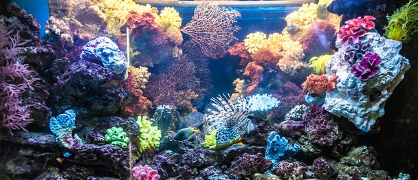 Photo of a tropical fish on a coral reef in Dubai aquarium - Foto, immagini