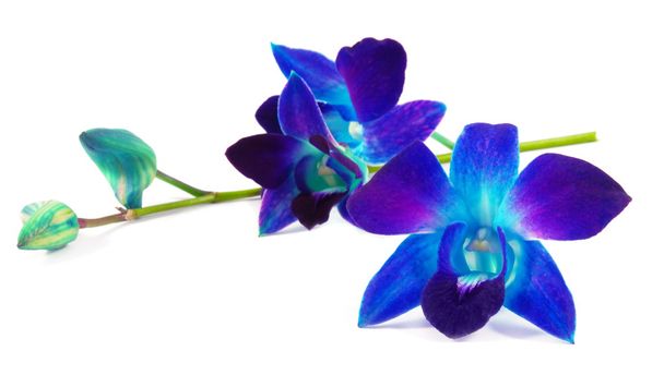 Orquídea púrpura
 - Foto, imagen