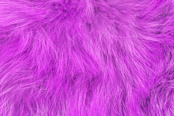 紫色のふわふわのウールのテクスチャ、ピンクの動物のウールの背景、塗装毛皮のテクスチャクローズアップ - 写真・画像