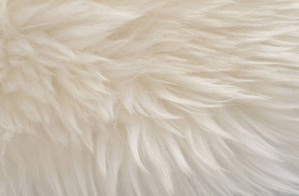 Texture de laine blanche animale, fond de fourrure pelucheux beige, cheveux naturels clairs, gros plan - Photo, image
