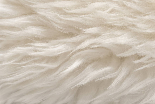 動物の白いウールのテクスチャ、ベージュふわふわの毛皮の背景、軽い自然な髪、クローズアップ - 写真・画像