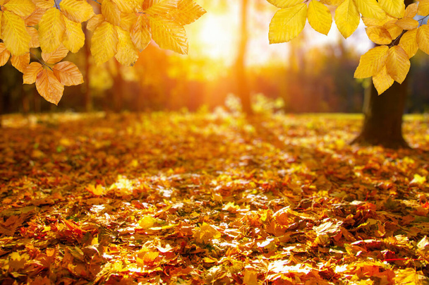  Hojas de otoño en el sol y árboles borrosos. Fondo de caída. - Foto, Imagen