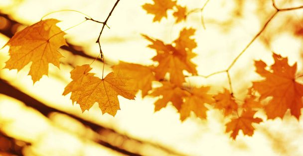  Herfst bladeren op wazig natuur achtergrond. Ondiepe focus. Vallen bokeh. - Foto, afbeelding