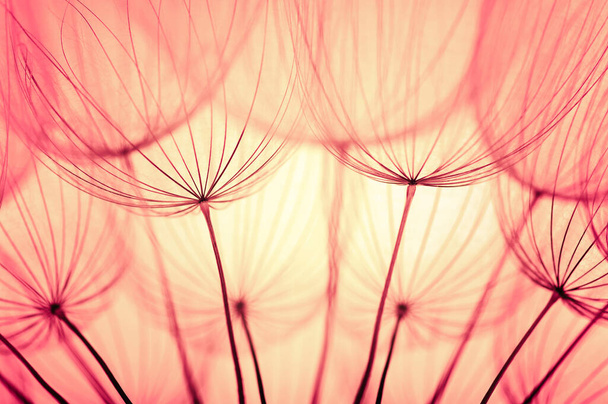 Abstract dandelion flower background. Seed macro closeup. Soft focus . Spring nature - Photo, Image
