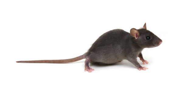 rato isolado sobre fundo branco - Foto, Imagem