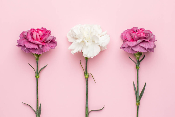 Purple and white carnation flower on pink background top view - Foto, Imagem