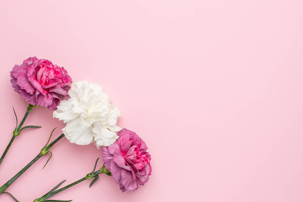 Purple and white carnation flower on pink background top view - 写真・画像