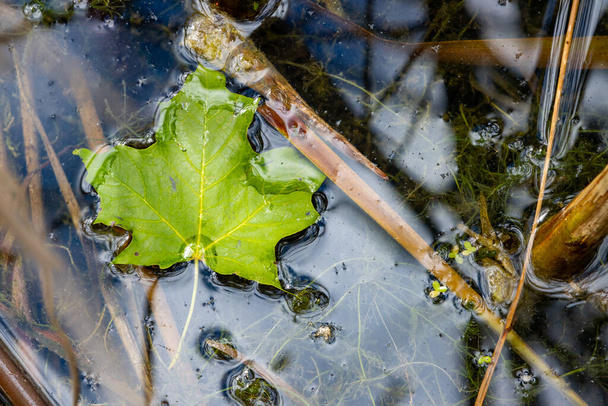 Καναδικό φύλλο σφενδάμνου επιπλέει στο νερό - Φωτογραφία, εικόνα