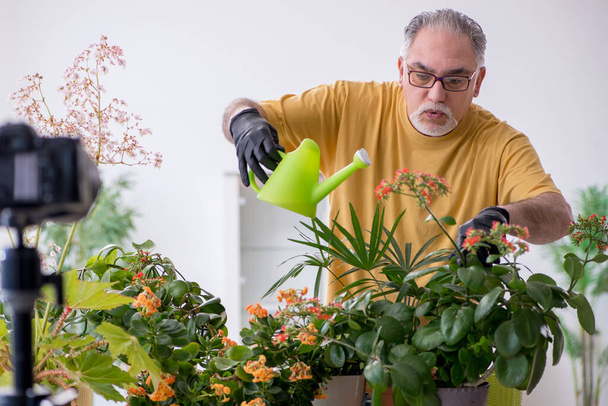 Vecchio giardiniere maschile con piante al chiuso - Foto, immagini