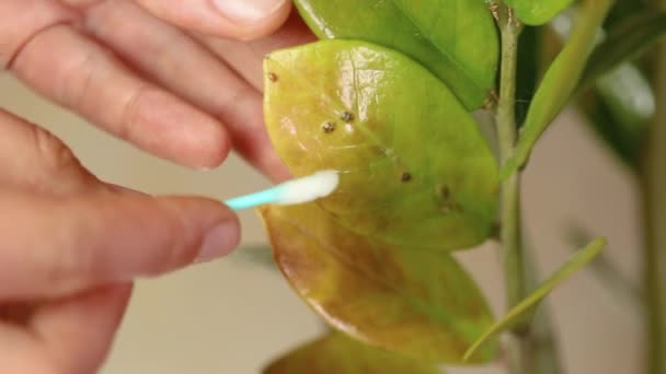 Vrouwelijke hand indoor ongedierte verwijderen door wattenstaafje gepantserde schaal insecten thuis planten. Zelfgemaakte behandeling. - Video