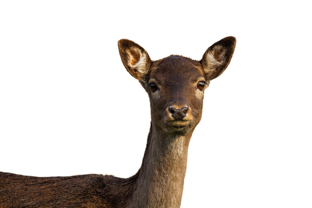 Cute fallow deer hind looking into camera isolated on white background - Photo, Image
