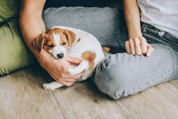 Adorable cachorro Jack Russell Terrier en manos del propietario. Retrato de un perrito.  - Foto, imagen