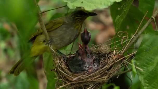 Временной промежуток птенца в птичьем гнезде Птица ждет мать, чтобы питаться от голода - Кадры, видео