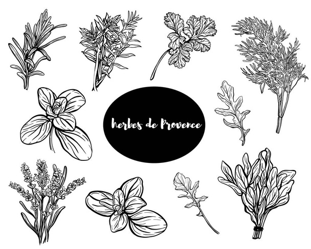 Herbes de Provence.Set gyógynövények: rozmaring, bazsalikom, kakukkfű, zsálya, borsmenta, sós, oregánó, majorán.Aromás és illatos fűszerek. Kézzel rajzolt vektor illusztráció - Vektor, kép