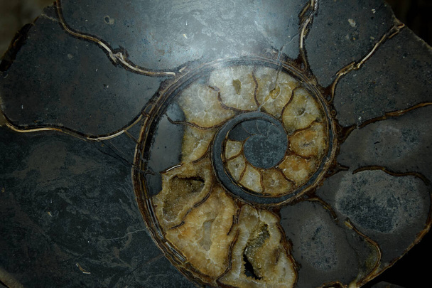Corte transversal de la cáscara de amonita. Una concha en el contexto de una concha fósil extinta de un animal, un molusco - amonita. - Foto, imagen