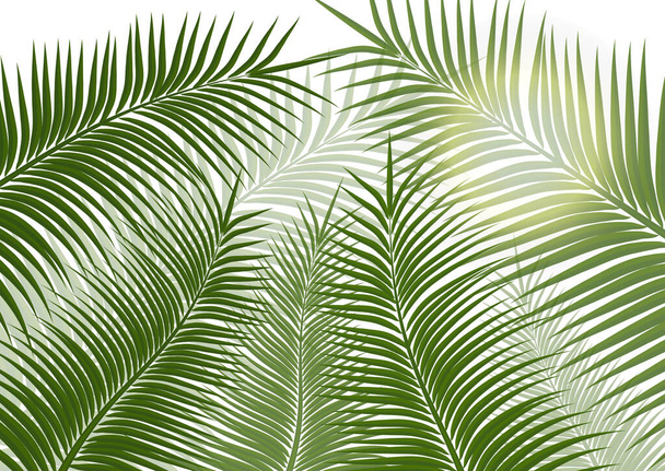 Trooppinen tausta. Realistiset palmun lehdet. Eksoottinen kauneus matka suunnittelu, edistäminen ja markkinointi. Vektorigrafiikka - vektorigrafiikka - Vektori, kuva