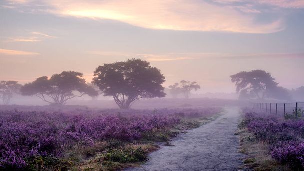 Brezo floreciente en los Países Bajos, niebla soleada Salida del sol sobre las colinas púrpuras rosadas en el parque Westerheid Países Bajos, campos de brezo florecientes en los Países Bajos durante la salida del sol  - Foto, Imagen