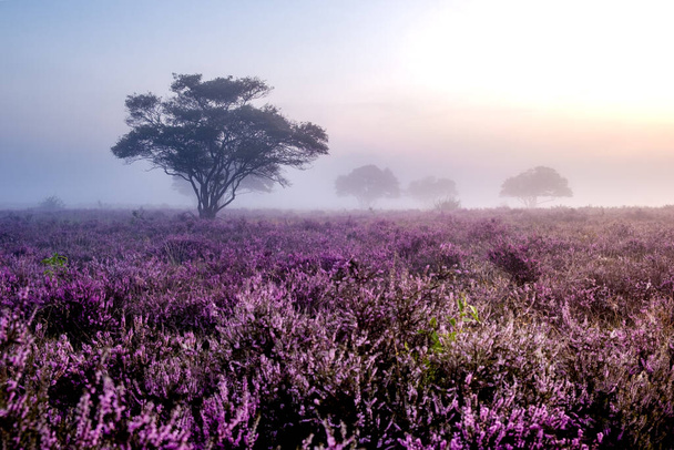 オランダではヒーラーが咲き、オランダ西部の公園ではピンク紫色の丘の上に晴れ霧の日の出、オランダでは日の出の間にヘザーフィールドが咲きます  - 写真・画像