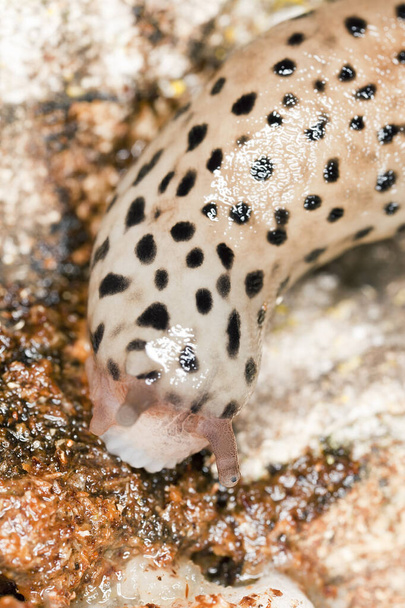 Leopard slug, Limax maximus - Photo, Image