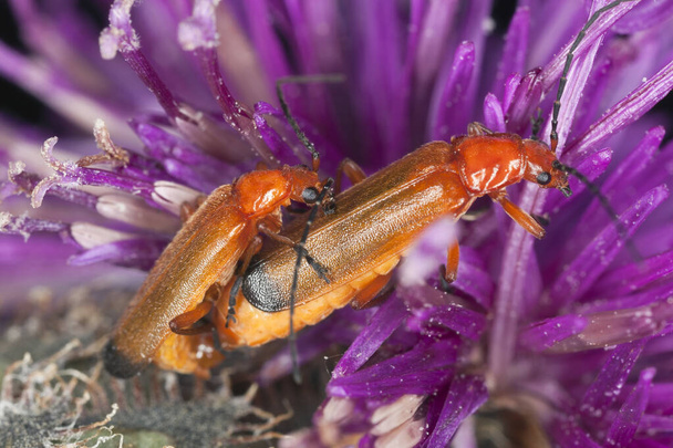 Pair of red common soldier beetle, Rhagonycha fulva mating on thistle - Photo, Image