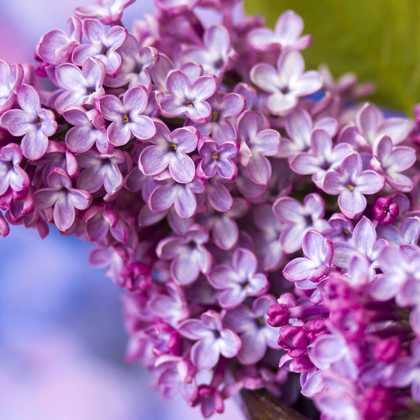 blooming lilac flowers. Macro photo - Photo, Image