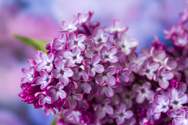 flores de color lila florecientes. Macro foto - Foto, Imagen