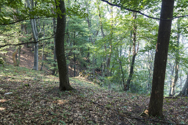  scary deep forest on the mauntain - Fotó, kép