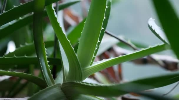Aloe-puun lehdet. Kotitekoinen aloe kukka kattilassa ikkunalaudalla. Lääkekasvi - Materiaali, video