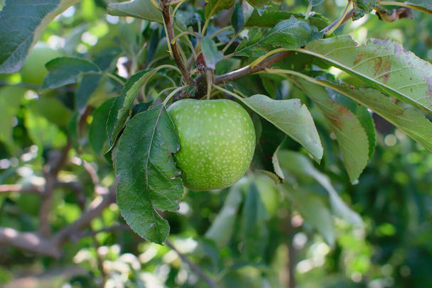 Pojedyncze dojrzałe zielone jabłko na gałęzi jabłoni. Zielone naturalne niewyraźne tło. - Zdjęcie, obraz