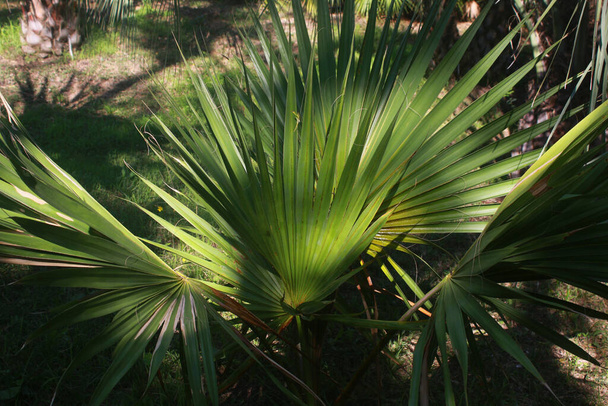 Gros plan des feuilles d'un grand palmier dans la palmeraie de Marrakech au Maroc - Photo, image