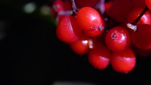 Punaisen seljanmarjan kypsät hedelmät lievällä tuulella (Sambucus racemosa) - Materiaali, video