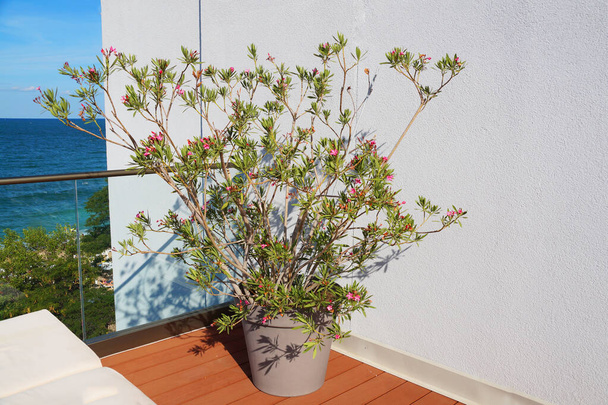 blooming oleander in a pot on a terrace overlooking the sea. - Photo, Image
