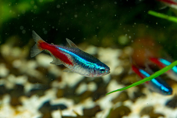 Two Neon tetra fish Paracheirodon innesi swim in the aquarium on the background of pebbles and driftwood close-up. Horizontal orientation. High quality photo - Photo, Image