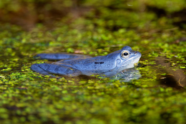 Blue males of the  moor frog (Rana arvalis) in the pond - Photo, Image