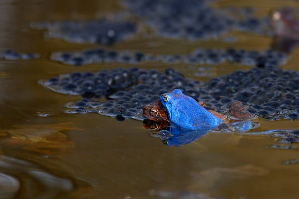 Mating of the  moor frog (Rana arvalis) in a pond - Photo, Image