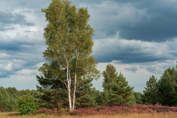 Scenic panorama van een duits heidelandschap in de herfst met paarse bloeiende erica planten, berken en een dramatische bewolkte lucht - Foto, afbeelding