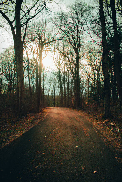 Un camino de Blacktop en un bosque de invierno muerto con una puesta de sol naranja brillante detrás de él - Foto, imagen