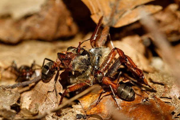 Primer plano de la hormiga de madera roja, formica rufa - Foto, Imagen