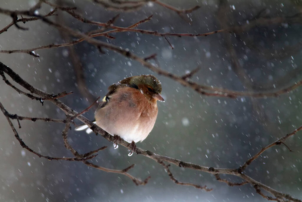 красивая птица на фоне снега - Фото, изображение