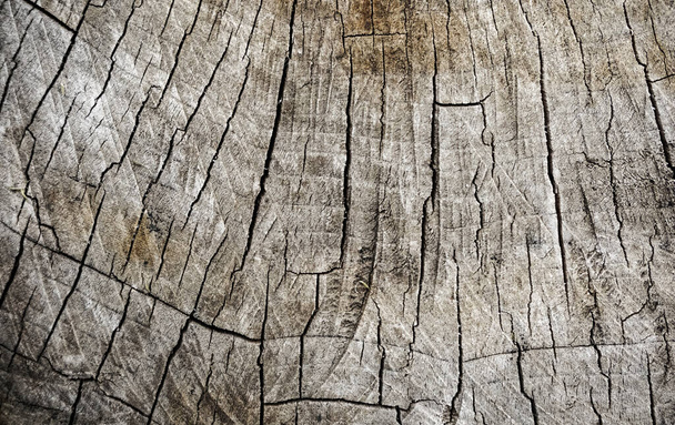 Řezaný strom popraskané pahýl povrchu textury. Řezání kříže s každoročním kroužkem na pozadí, detailní záběr - Fotografie, Obrázek