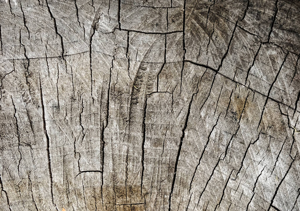 木の割れた切り株の表面の質感をカット。年輪を背景にしたクロスツリーの切断、クローズアップ - 写真・画像
